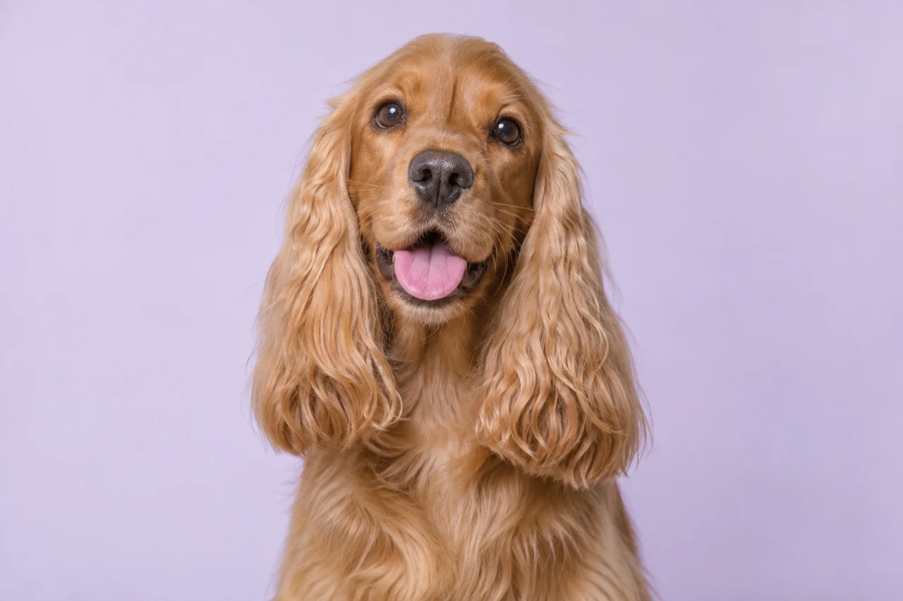 Portrait photoréaliste généré d’un cocker doré joyeux, au pelage soigné et aux oreilles brossées